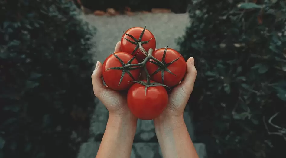Pomidorai potencijai